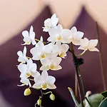 아파트 Haus Romantica 나우더스