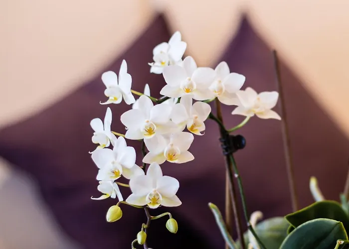 Апартаменты Haus Romantica Наудерс